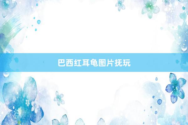 巴西红耳龟图片抚玩